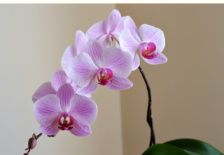 Orchid photo